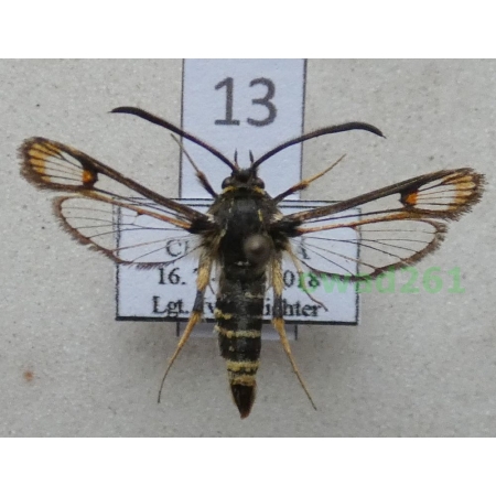 Bembecia ichneumoniformis (Denis & Schiffermüller, 1775) Slovakia13